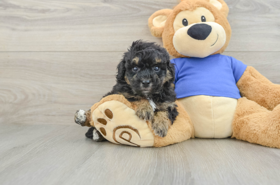 5 week old Poochon Puppy For Sale - Seaside Pups