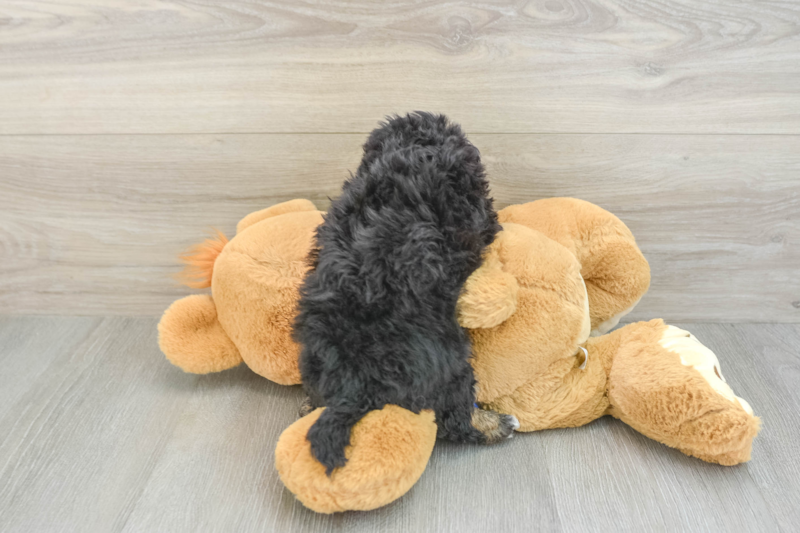 Meet Kodiak - our Poochon Puppy Photo 2/3 - Seaside Pups