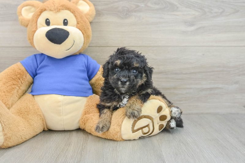 Meet Kodiak - our Poochon Puppy Photo 3/3 - Seaside Pups
