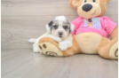 Best Poochon Baby