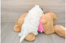 Best Poochon Baby