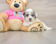 6 week old Poochon Puppy For Sale - Seaside Pups
