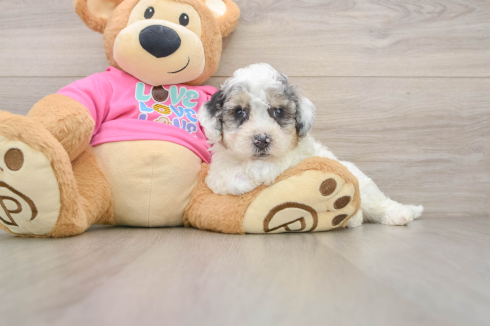 Small Poochon Baby