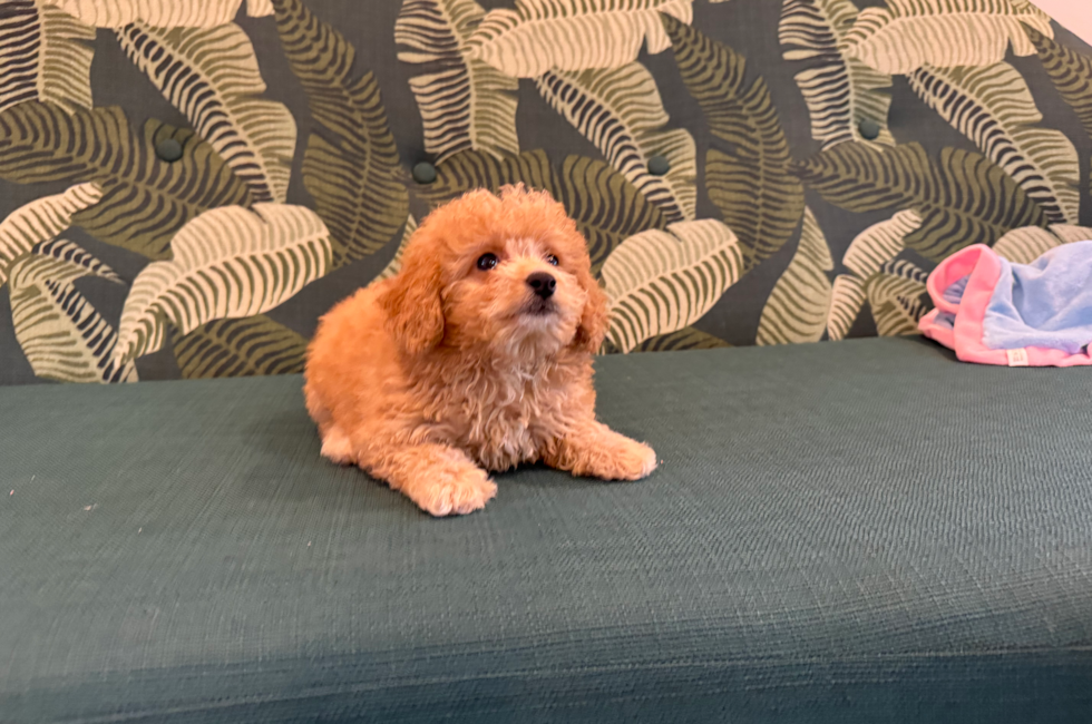 8 week old Poochon Puppy For Sale - Seaside Pups