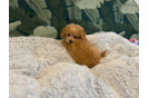 Cute Poochon Poodle Mix Pup