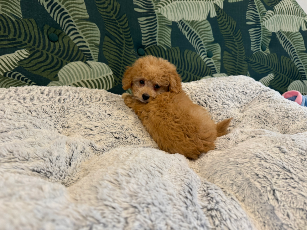 Cute Poochon Poodle Mix Pup