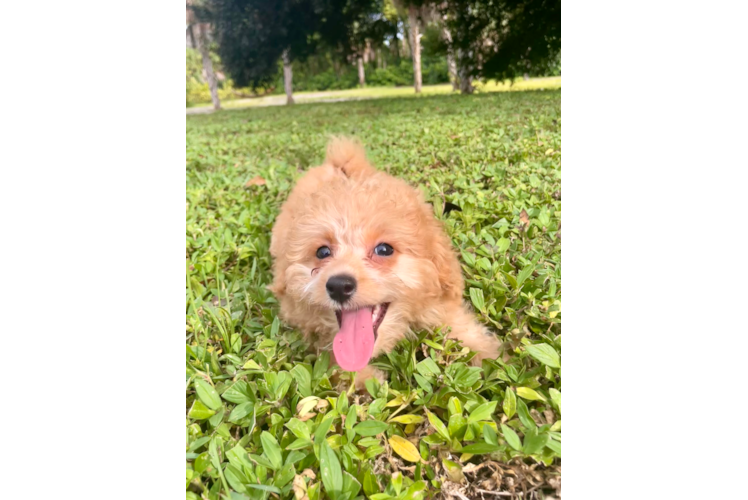 Cute Bichpoo Poodle Mix Puppy