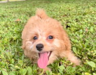 11 week old Poochon Puppy For Sale - Seaside Pups