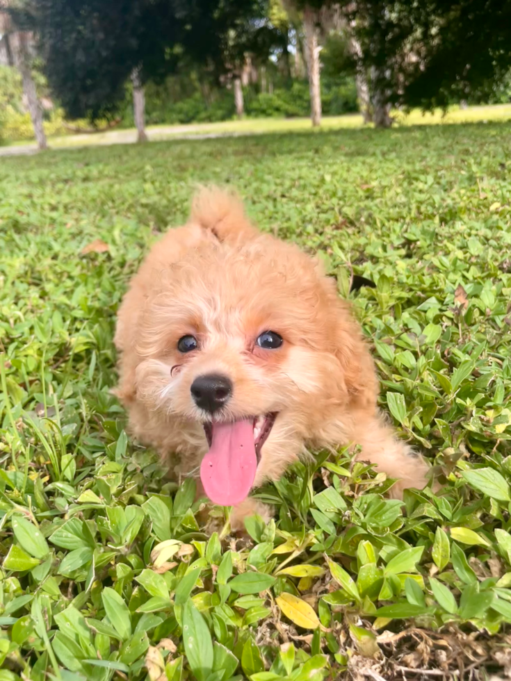 Cute Bichpoo Poodle Mix Puppy