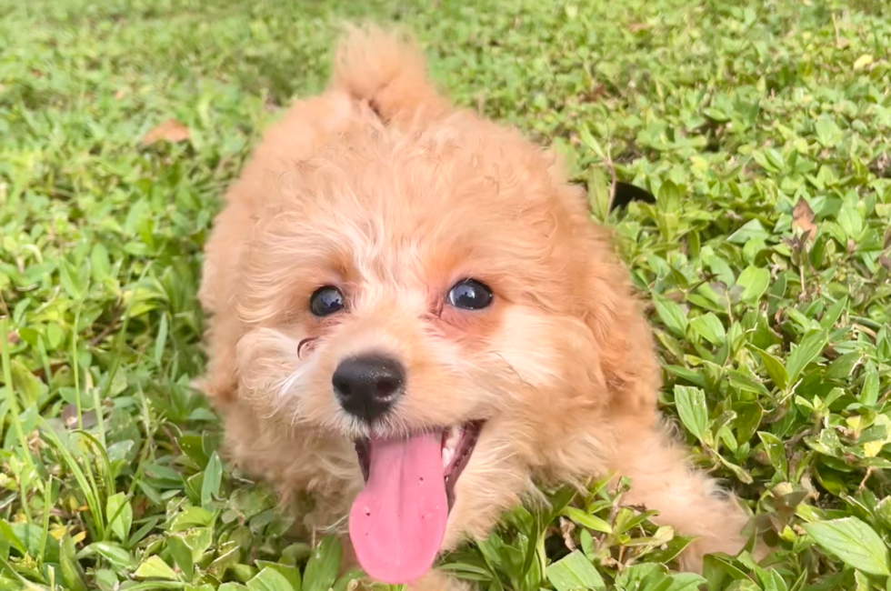 14 week old Poochon Puppy For Sale - Seaside Pups