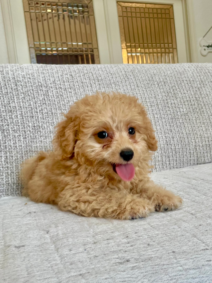 Best Poochon Baby