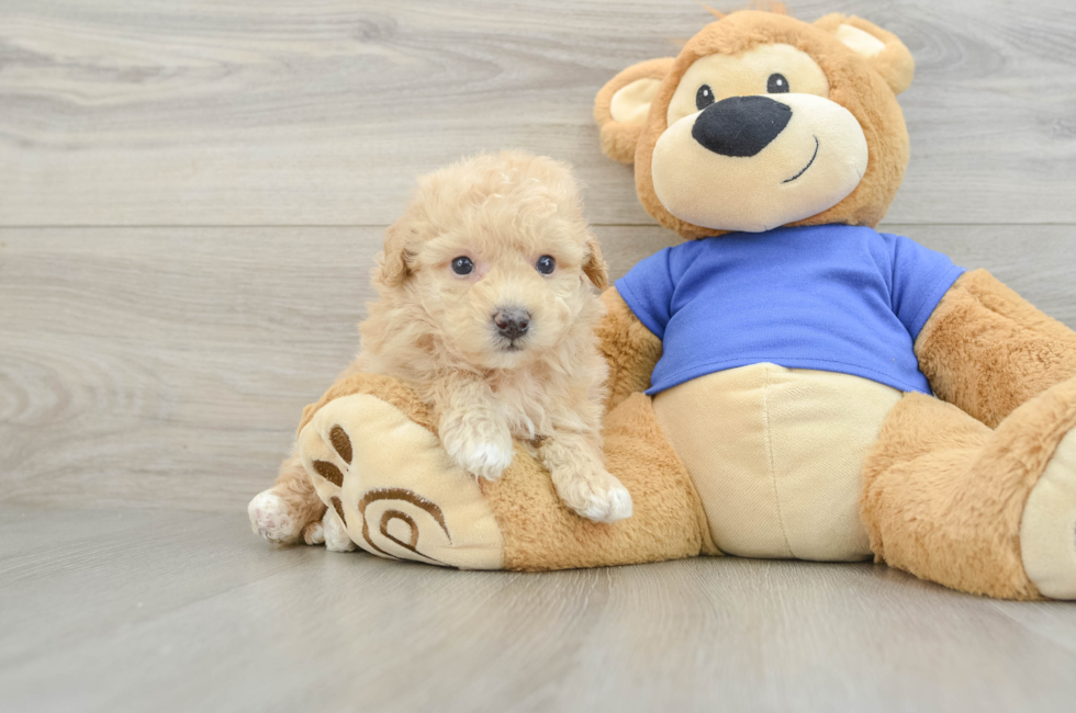 5 week old Poochon Puppy For Sale - Seaside Pups