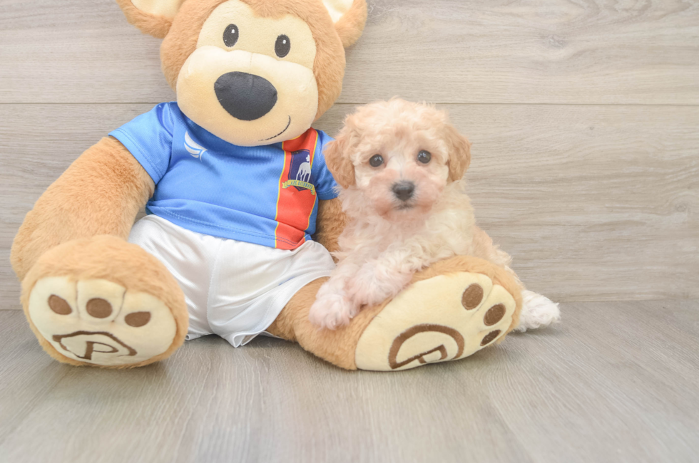5 week old Poochon Puppy For Sale - Seaside Pups