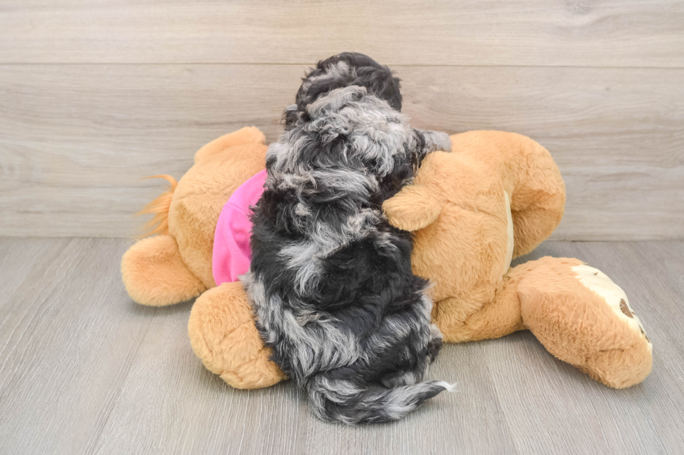 Poochon Puppy for Adoption