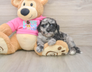 6 week old Poochon Puppy For Sale - Seaside Pups