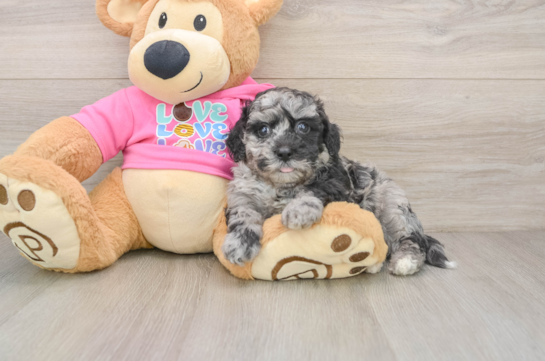 Small Poochon Baby