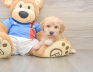 8 week old Poochon Puppy For Sale - Seaside Pups
