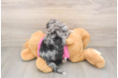 Happy Poochon Baby