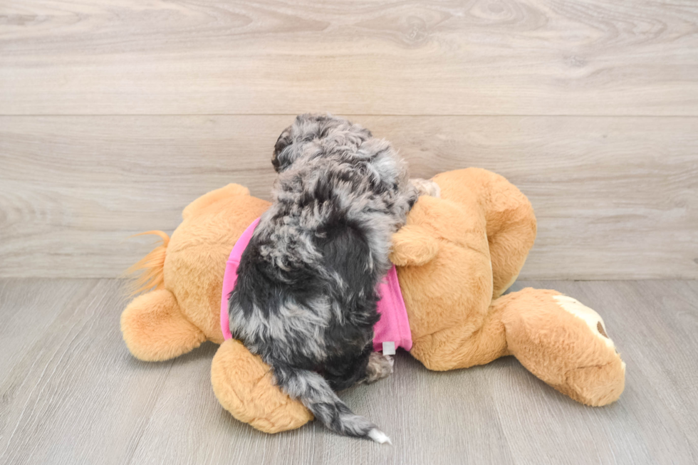 Happy Poochon Baby