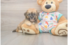 Best Poochon Baby