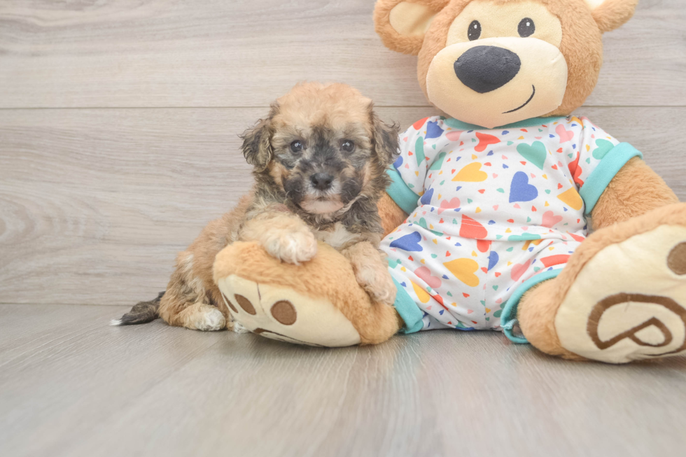 Best Poochon Baby