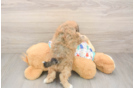 Popular Poochon Poodle Mix Pup