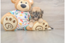 Adorable Bichpoo Poodle Mix Puppy