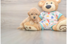 Adorable Bichpoo Poodle Mix Puppy