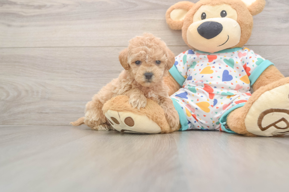 Adorable Bichpoo Poodle Mix Puppy