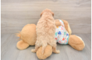 Small Poochon Baby