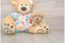 Small Poochon Baby