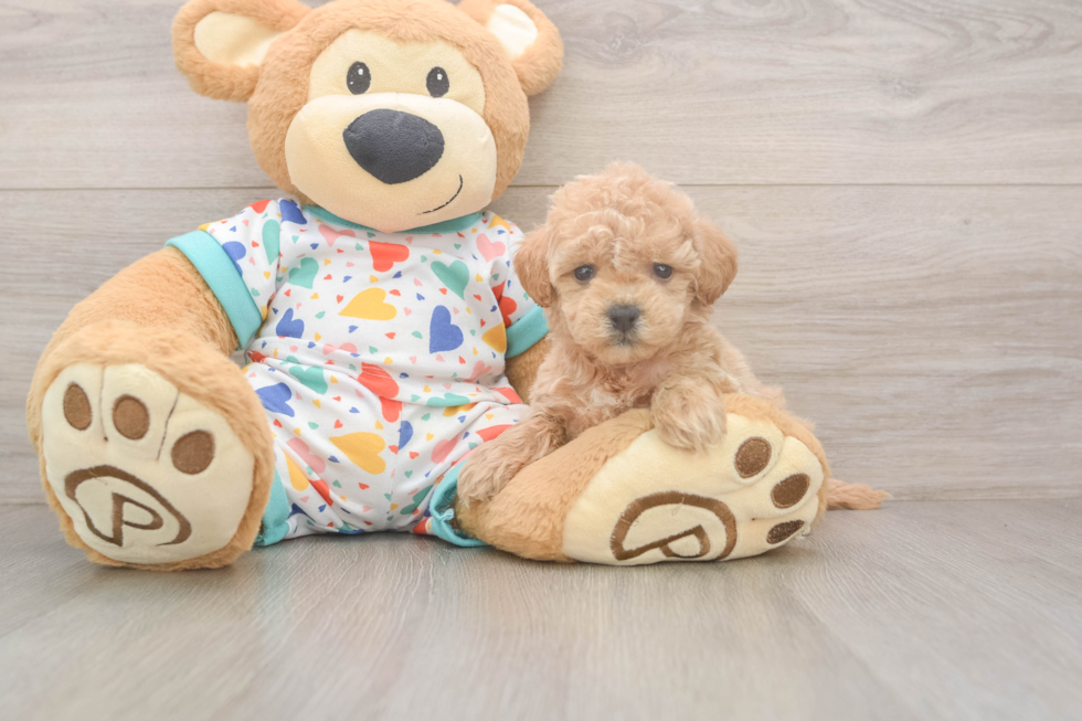 Small Poochon Baby