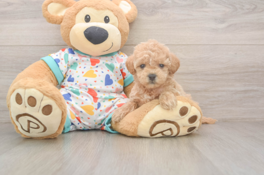 Small Poochon Baby