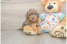 Poochon Puppy for Adoption