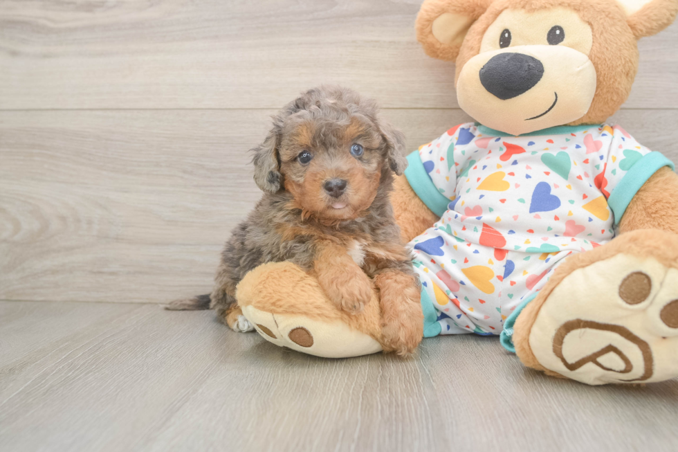 Poochon Puppy for Adoption