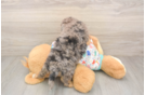 Best Poochon Baby