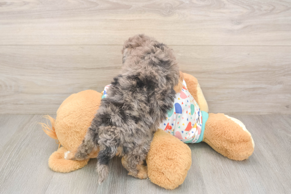 Best Poochon Baby