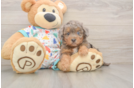 Best Poochon Baby