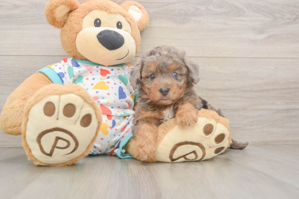 Best Poochon Baby