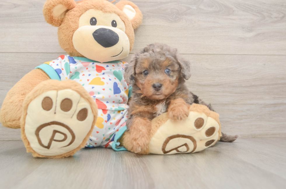 5 week old Poochon Puppy For Sale - Seaside Pups
