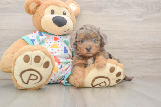 Best Poochon Baby