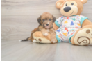Sweet Poochon Baby
