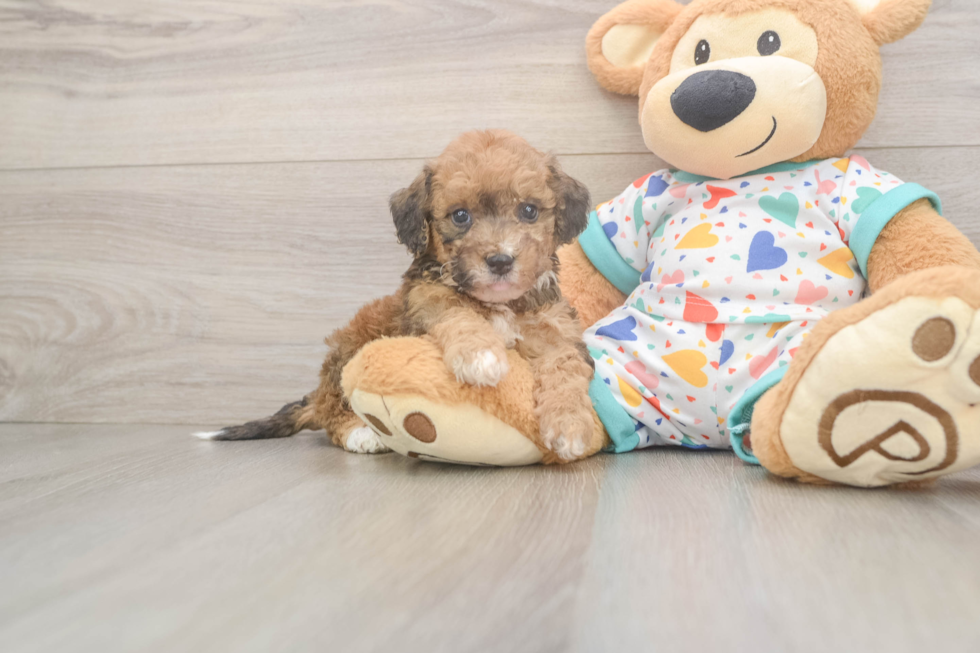 Sweet Poochon Baby