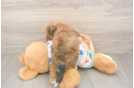 Poochon Pup Being Cute