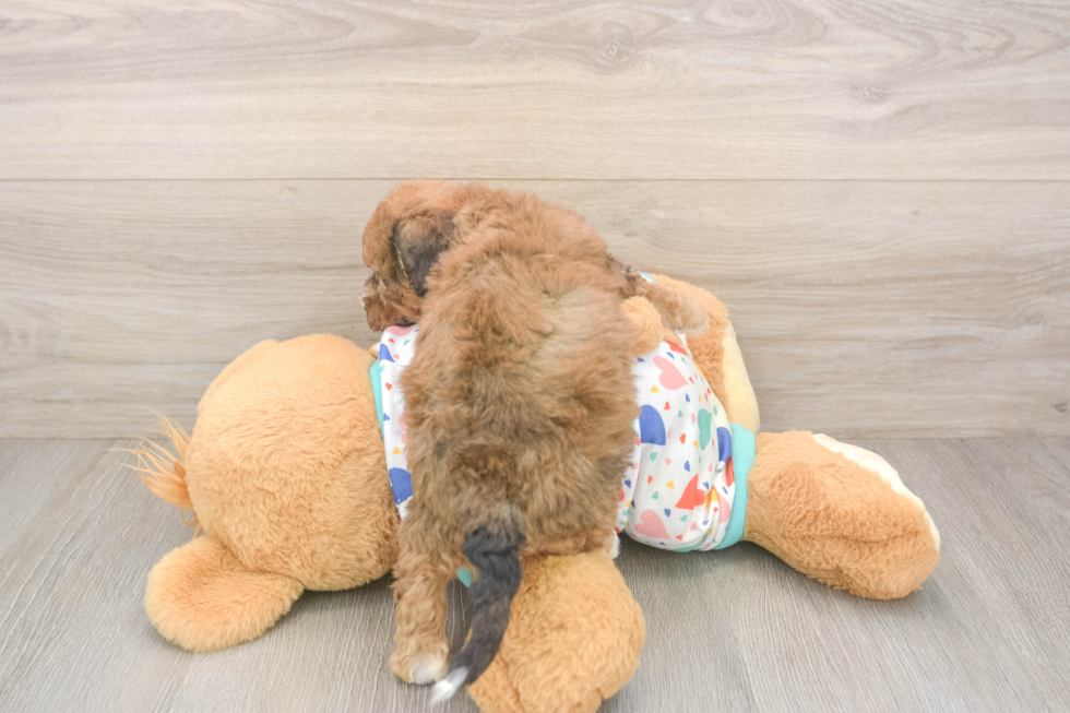 Poochon Pup Being Cute