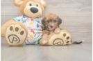 Hypoallergenic Bichpoo Poodle Mix Puppy