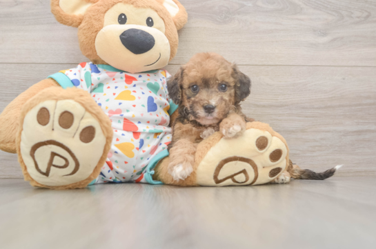 Hypoallergenic Bichpoo Poodle Mix Puppy