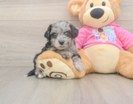 7 week old Poochon Puppy For Sale - Seaside Pups