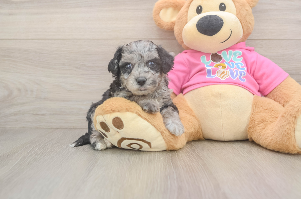 5 week old Poochon Puppy For Sale - Seaside Pups