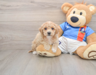 5 week old Poochon Puppy For Sale - Seaside Pups